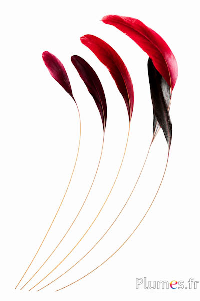 Coquetip - 23-28 cm - jaune-noir-rouge